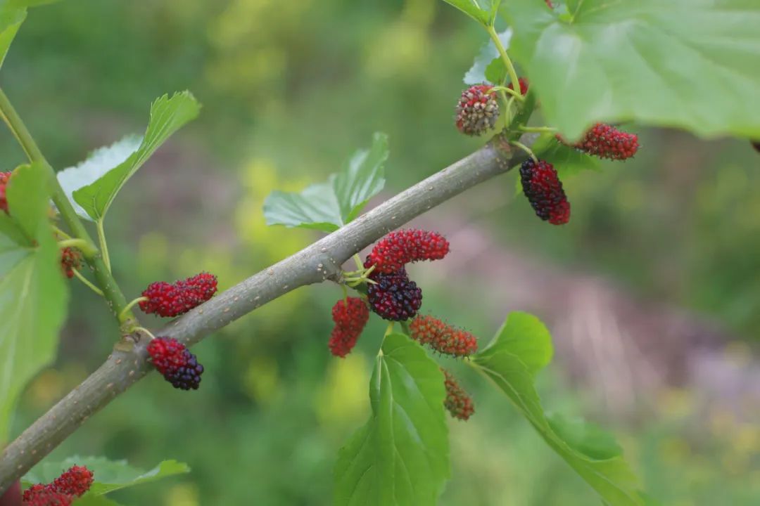 五一游广元 | 赏芍药、摘桑葚！快来解锁广元周边新耍法