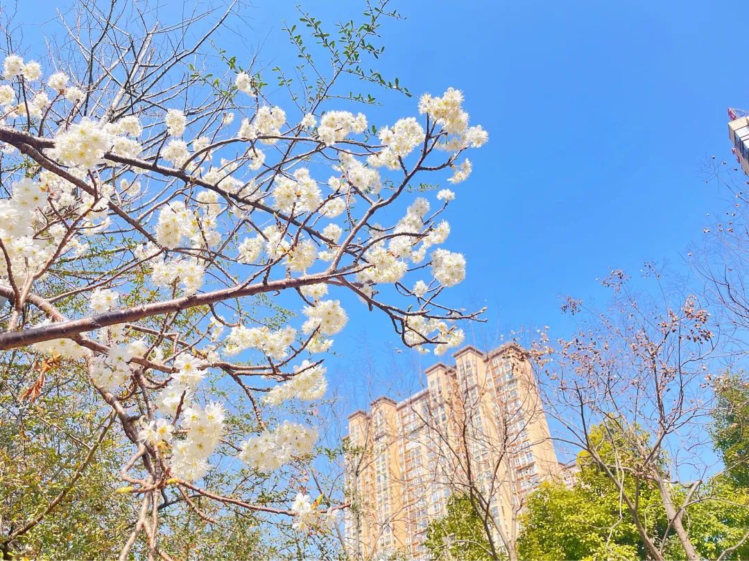 广元人家门口的南河湿地公园，已经私藏了整个春天