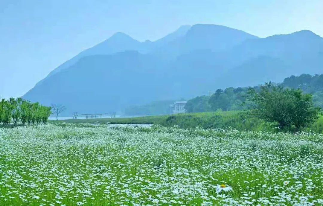 安逸四川 花开广元丨利州陌上花开春正美，跟着赏花地图“趣”打卡