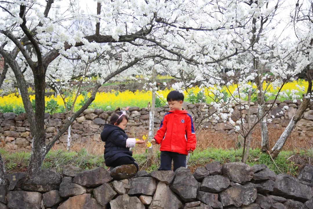 安逸四川 花开广元丨利州陌上花开春正美，跟着赏花地图“趣”打卡