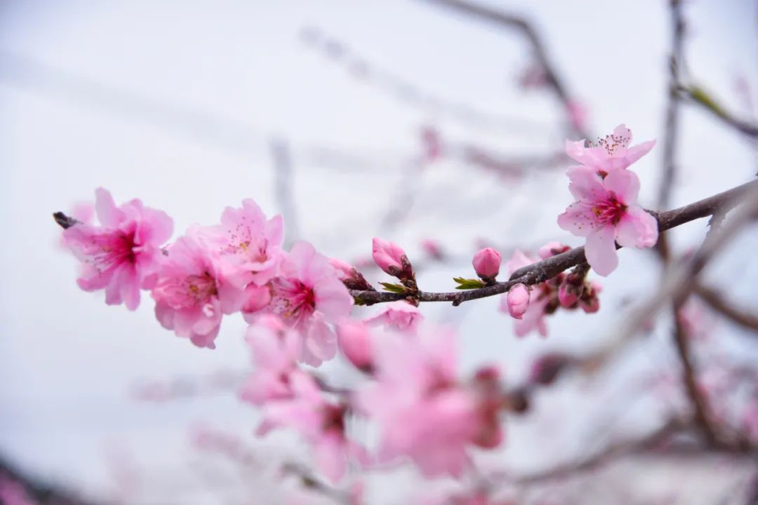 安逸四川 花开广元丨利州陌上花开春正美，跟着赏花地图“趣”打卡