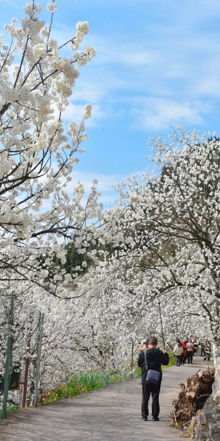 安逸四川 花开广元 | 漫山遍野，沙河5000亩樱桃花海刷爆朋友圈