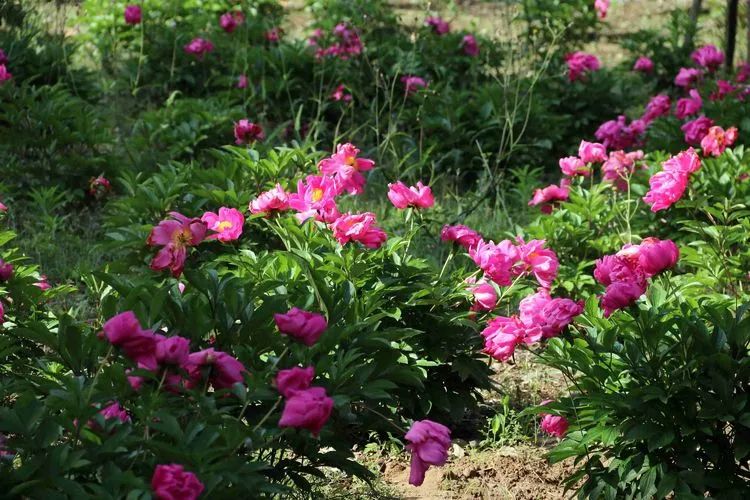 五一游广元 | 赏芍药、摘桑葚！快来解锁广元周边新耍法