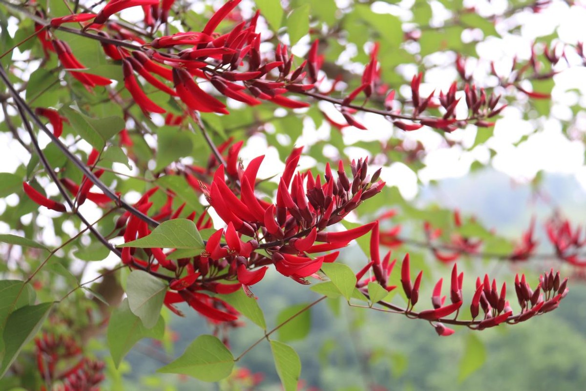 沐川县城区：龙牙花开红似火