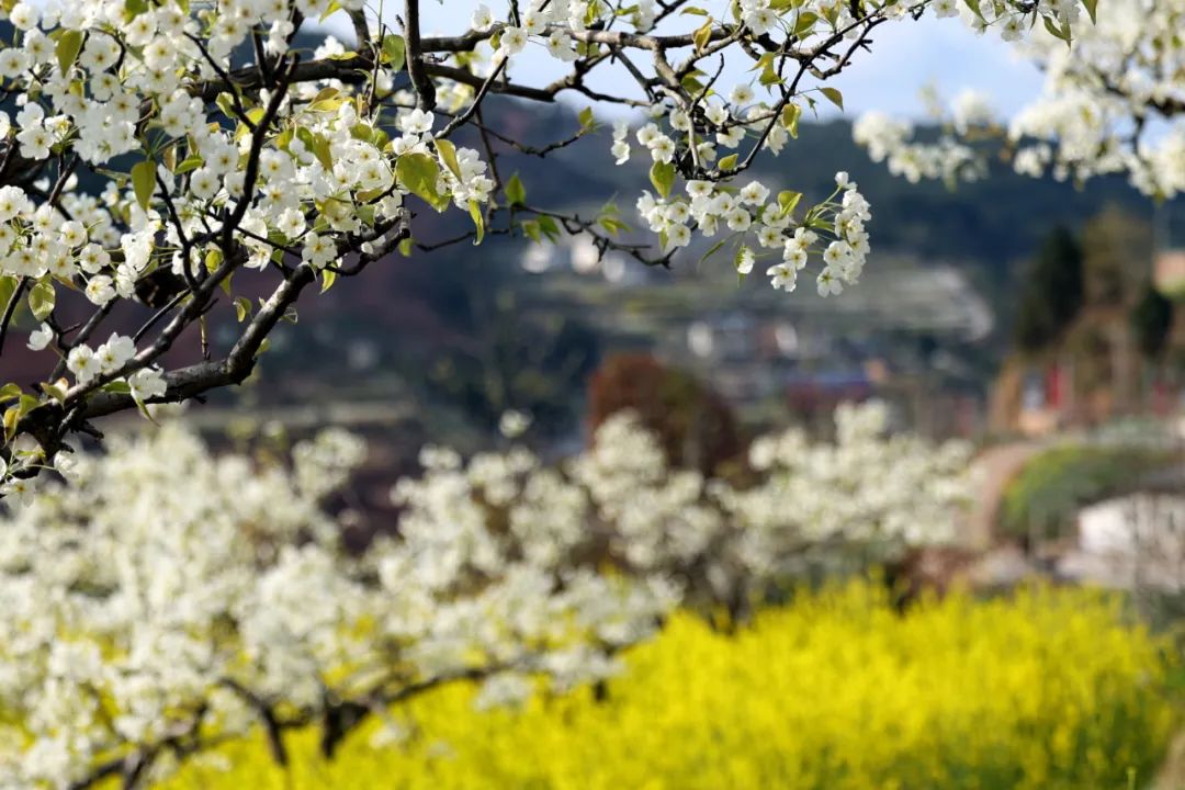 安逸四川 花开广元丨利州陌上花开春正美，跟着赏花地图“趣”打卡