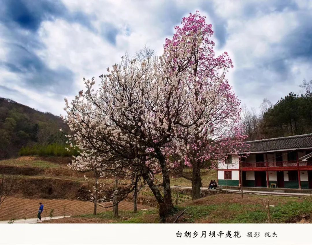 安逸四川 花开广元丨利州陌上花开春正美，跟着赏花地图“趣”打卡