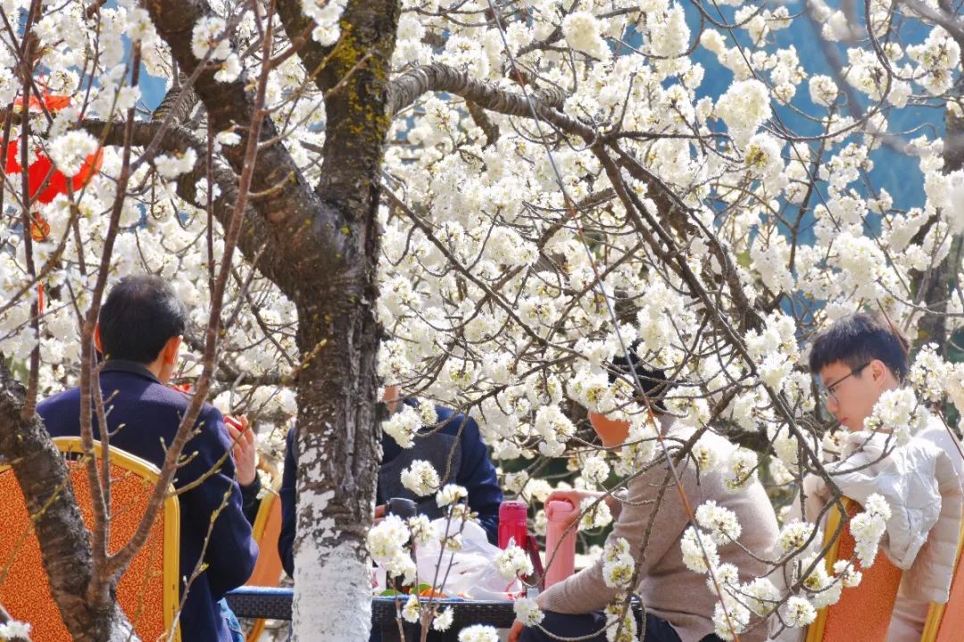 安逸四川 花开广元 | 漫山遍野，沙河5000亩樱桃花海刷爆朋友圈