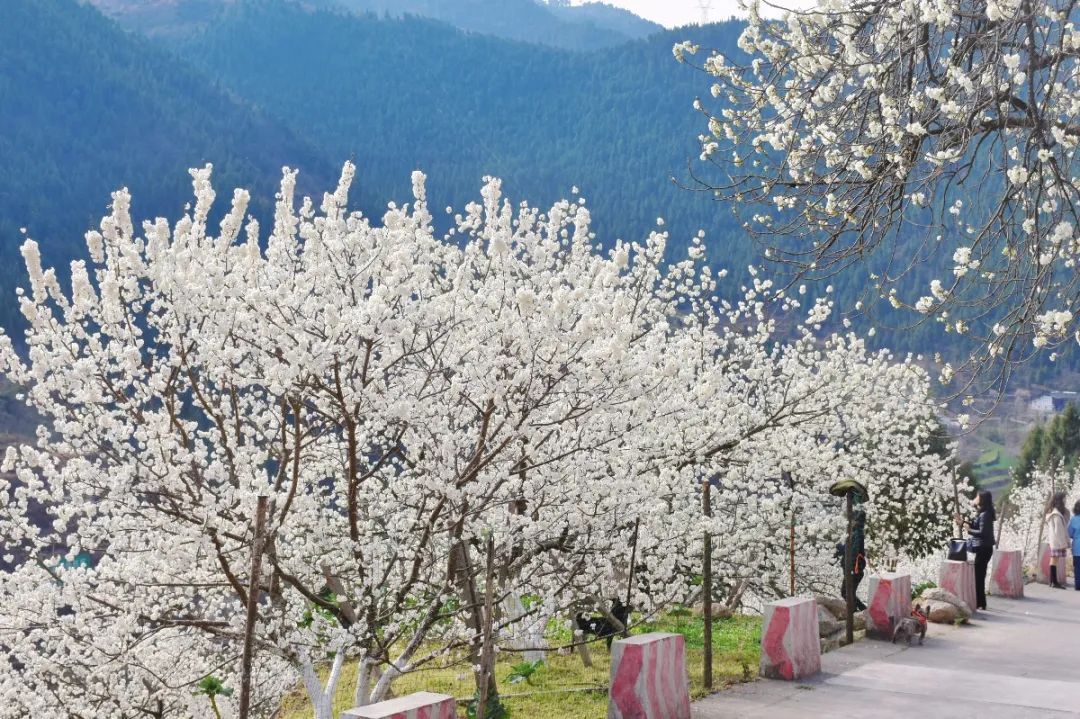 安逸四川 花开广元 | 漫山遍野，沙河5000亩樱桃花海刷爆朋友圈