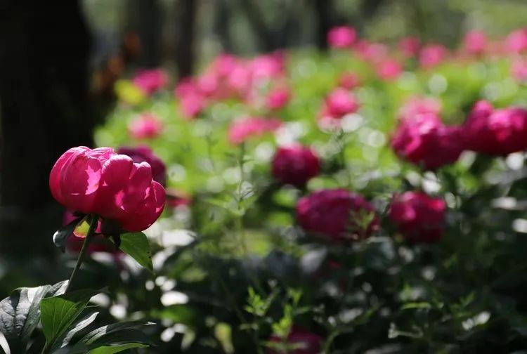 五一游广元 | 赏芍药、摘桑葚！快来解锁广元周边新耍法