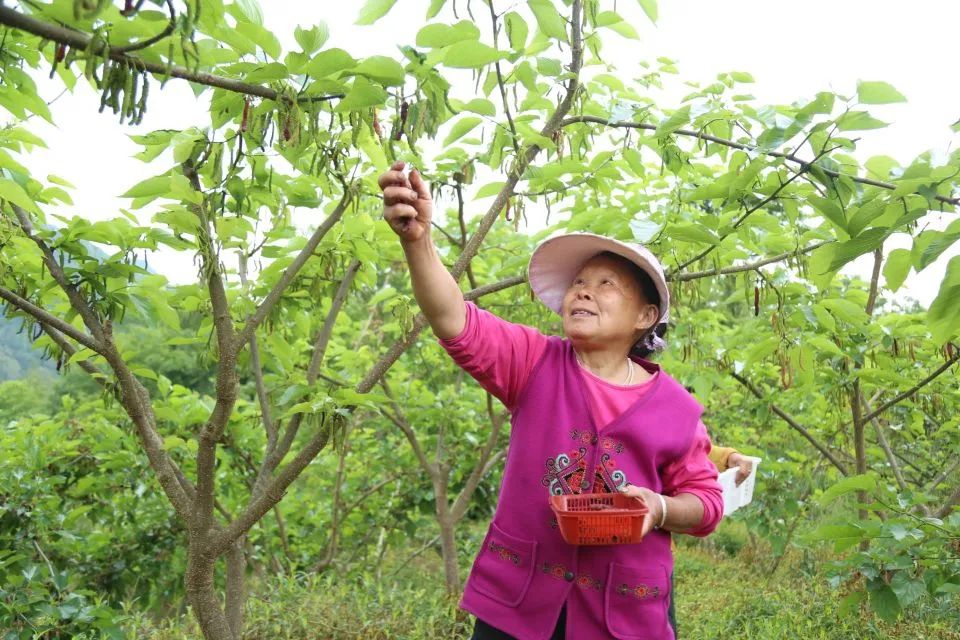 五一游广元 | 赏芍药、摘桑葚！快来解锁广元周边新耍法