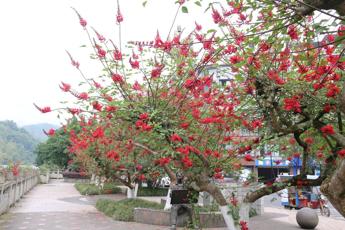 沐川县城区：龙牙花开红似火