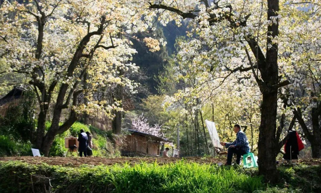 万源市竹峪镇东梨村：一夜春风唤醒一片花海 一脸笑意迎接您的到来