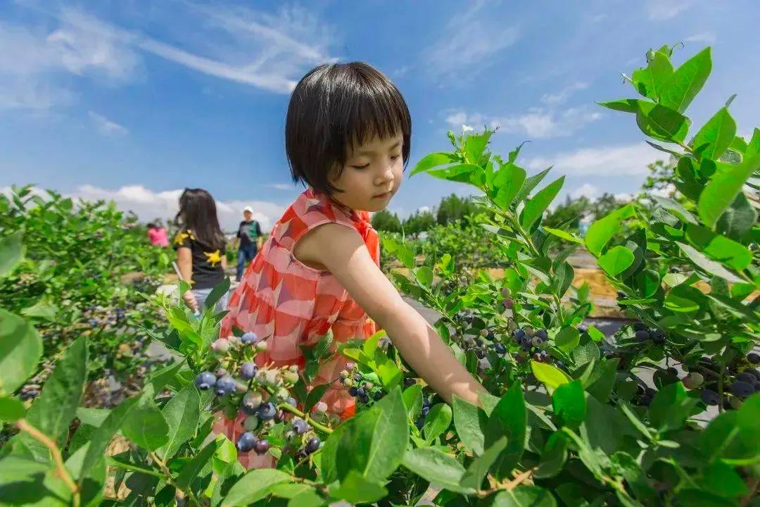 广元蓝莓采摘地图新鲜出炉！半天打来回，放假带小朋友一起去