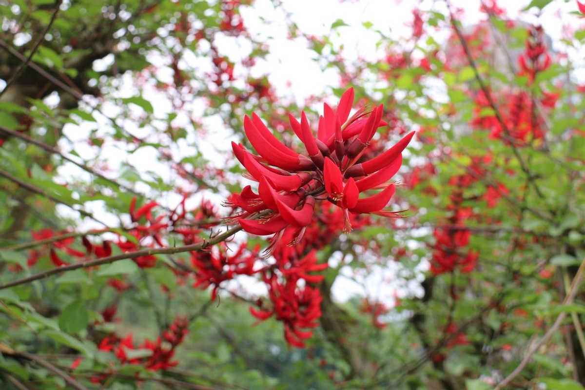 沐川县城区：龙牙花开红似火