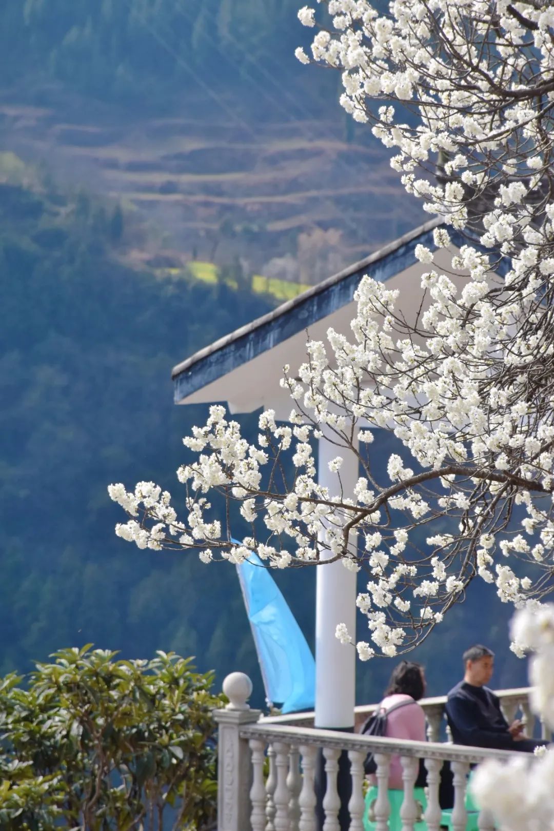 安逸四川 花开广元 | 漫山遍野，沙河5000亩樱桃花海刷爆朋友圈