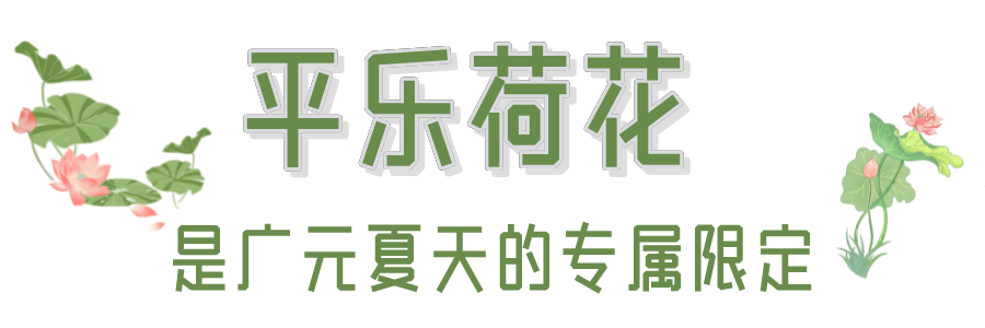 安逸四川 清凉广元 | 该换头像了！看，平乐旅游区的荷花开啦