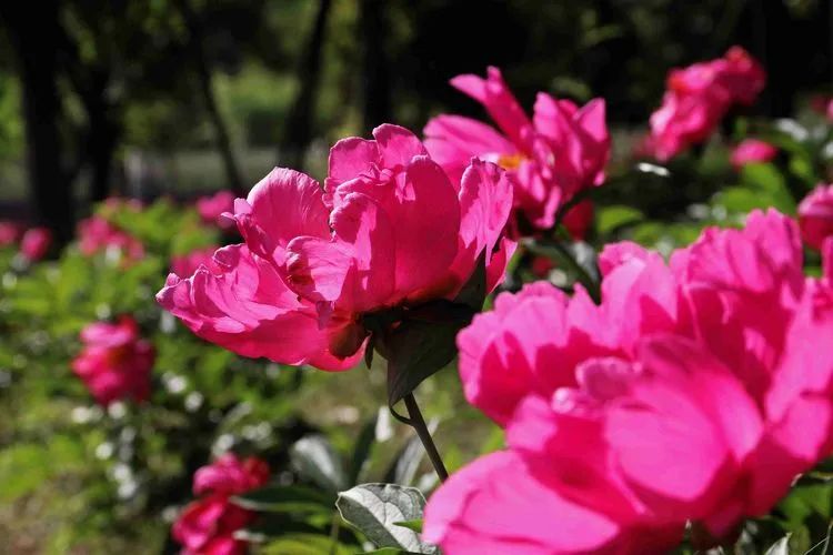 五一游广元 | 赏芍药、摘桑葚！快来解锁广元周边新耍法