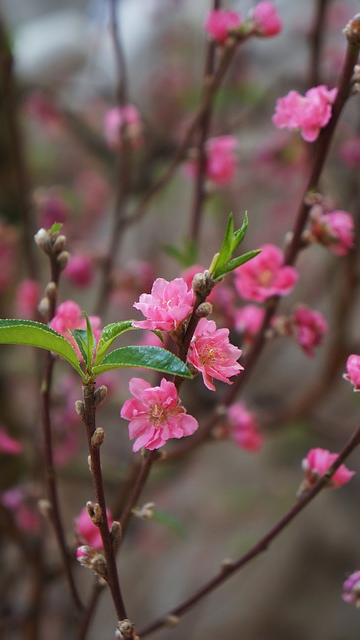 安逸四川 花开广元丨利州陌上花开春正美，跟着赏花地图“趣”打卡