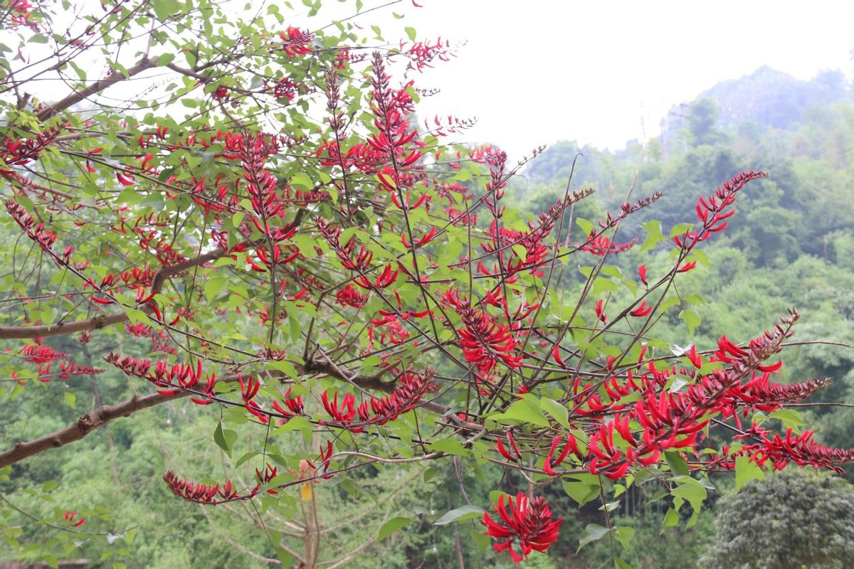 沐川县城区：龙牙花开红似火