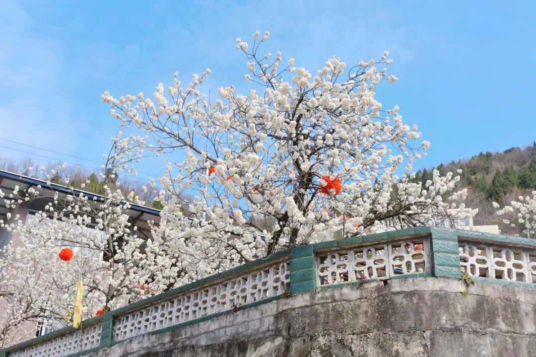 安逸四川 花开广元 | 漫山遍野，沙河5000亩樱桃花海刷爆朋友圈