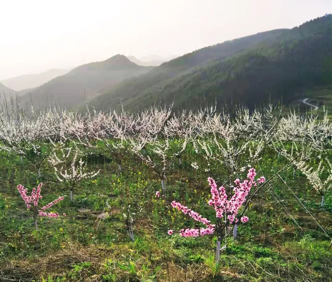 “有一种春天叫利州”花卉观赏活动正式启动！这些活动等您解锁