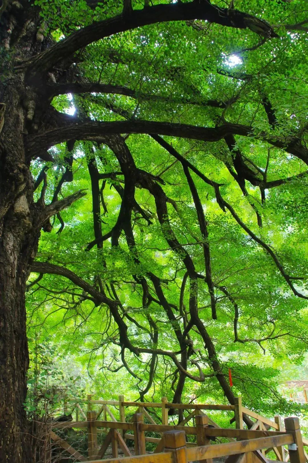 创建天府旅游名县青川进行时丨说走就走，送您青川夏日的盛景