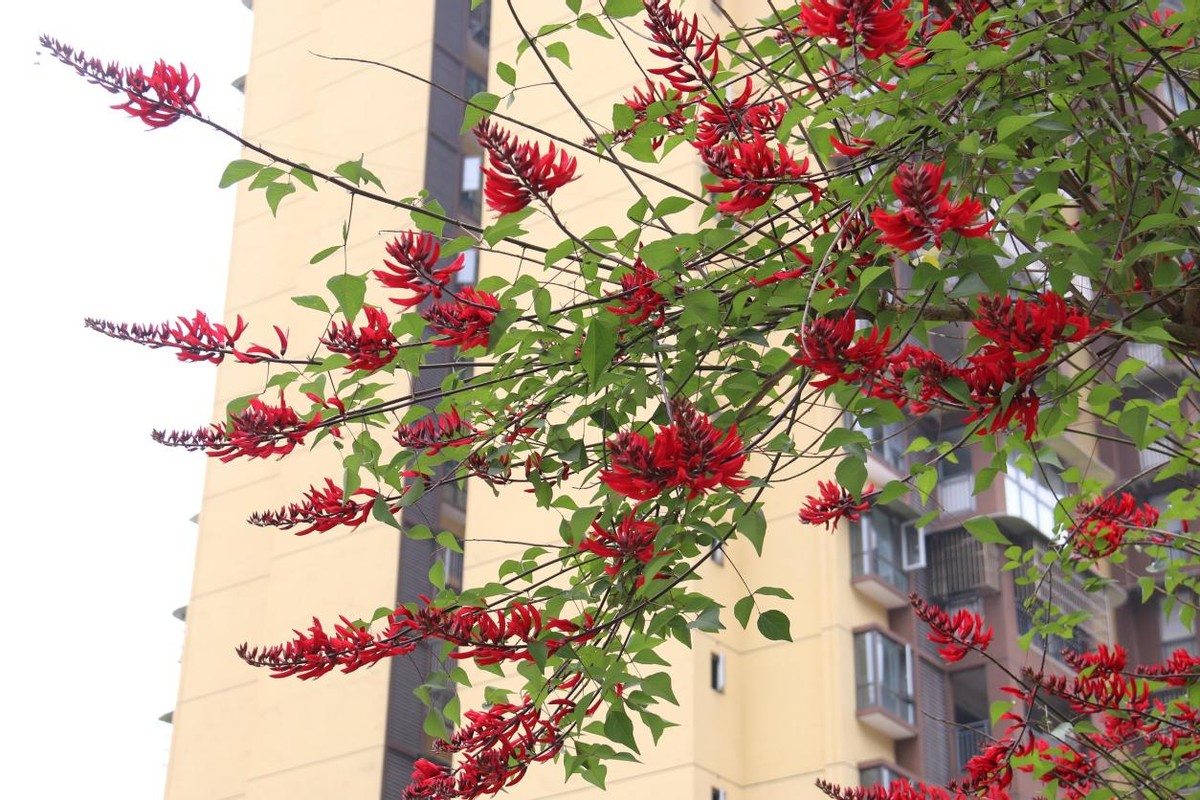 沐川县城区：龙牙花开红似火