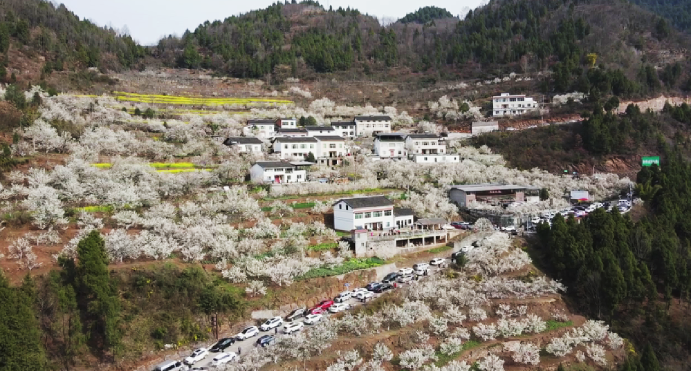 安逸四川 花开广元 | 漫山遍野，沙河5000亩樱桃花海刷爆朋友圈