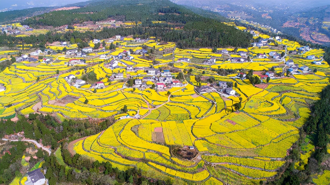 广元昭化：油菜花开春意浓 美丽乡村入画来