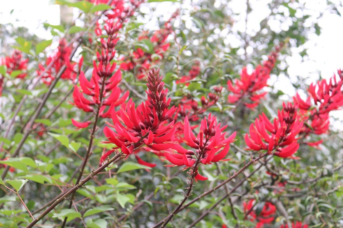 沐川县城区：龙牙花开红似火