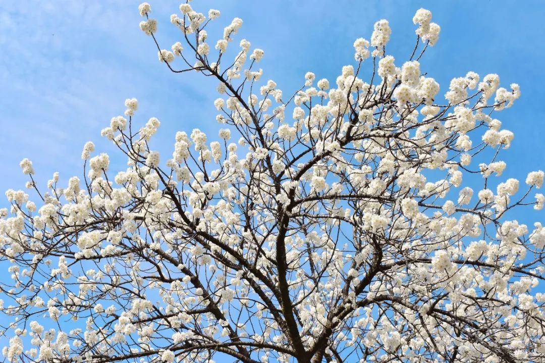 安逸四川 花开广元 | 漫山遍野，沙河5000亩樱桃花海刷爆朋友圈