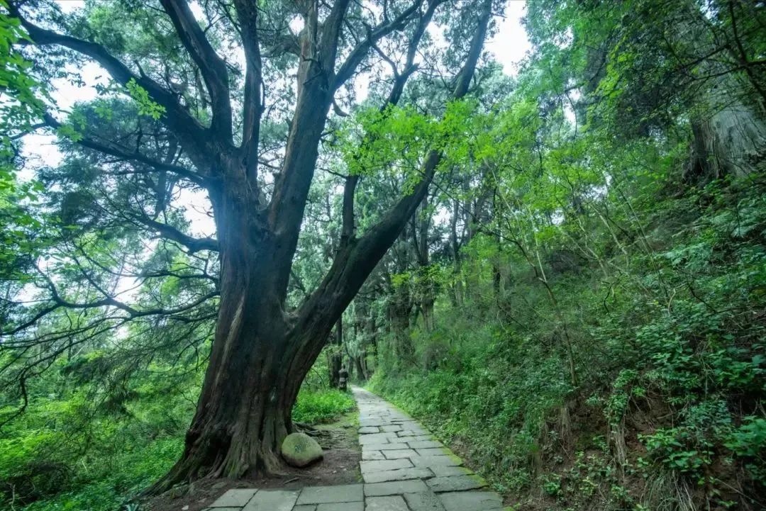 安逸四川 花开广元 | 春暖花开，广元邀您共赴一场春天的旅行盛宴