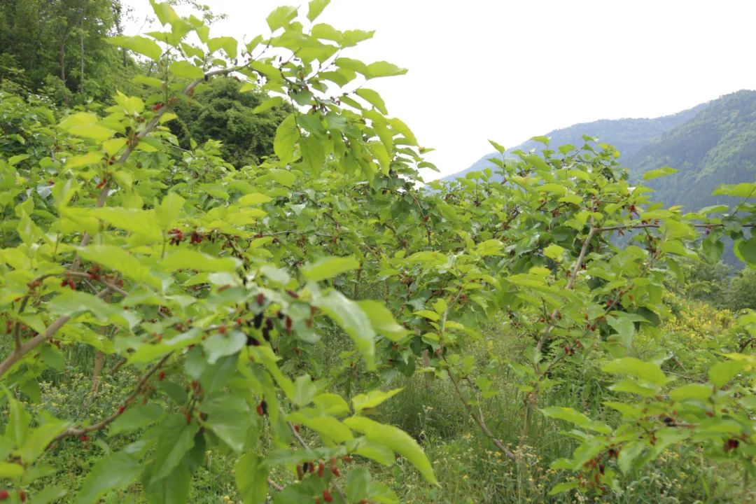 五一游广元 | 赏芍药、摘桑葚！快来解锁广元周边新耍法