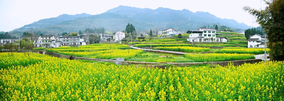 安逸四川 花开广元丨利州陌上花开春正美，跟着赏花地图“趣”打卡