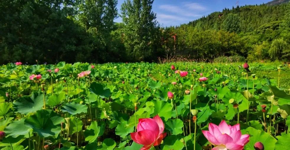 安逸四川 清凉广元 | 看！这是属于广元的夏天