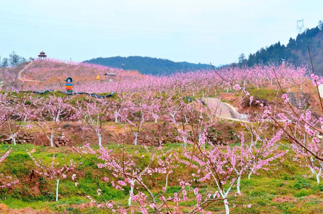 安逸四川 花开广元 | 春暖花开，广元邀您共赴一场春天的旅行盛宴