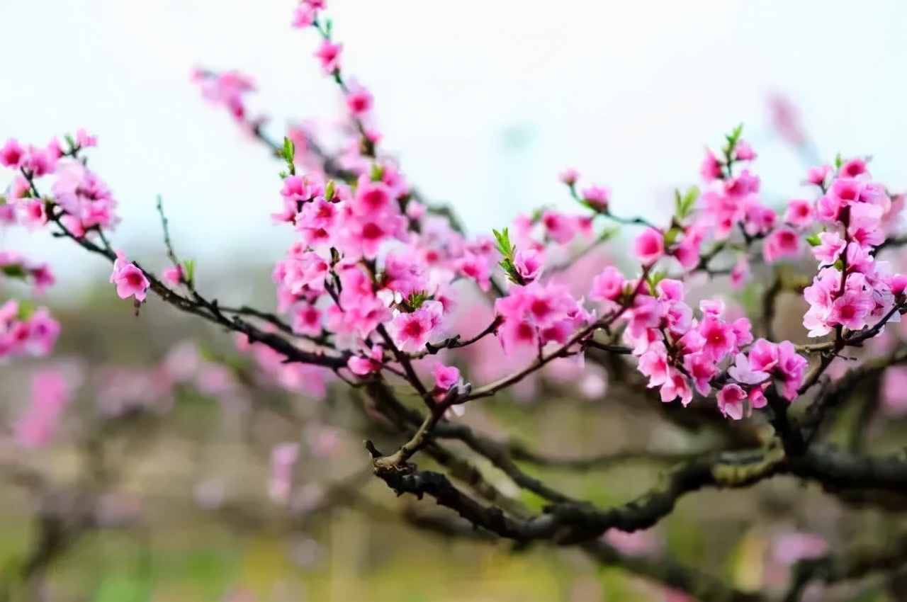 安逸四川 花开广元丨利州陌上花开春正美，跟着赏花地图“趣”打卡