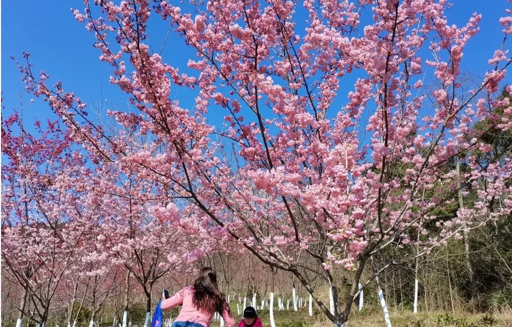 「创建天府旅游名县」女神节这份《昭化春天使用说明书》请收好