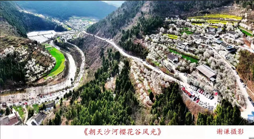 安逸四川 花开广元 | 漫山遍野，沙河5000亩樱桃花海刷爆朋友圈