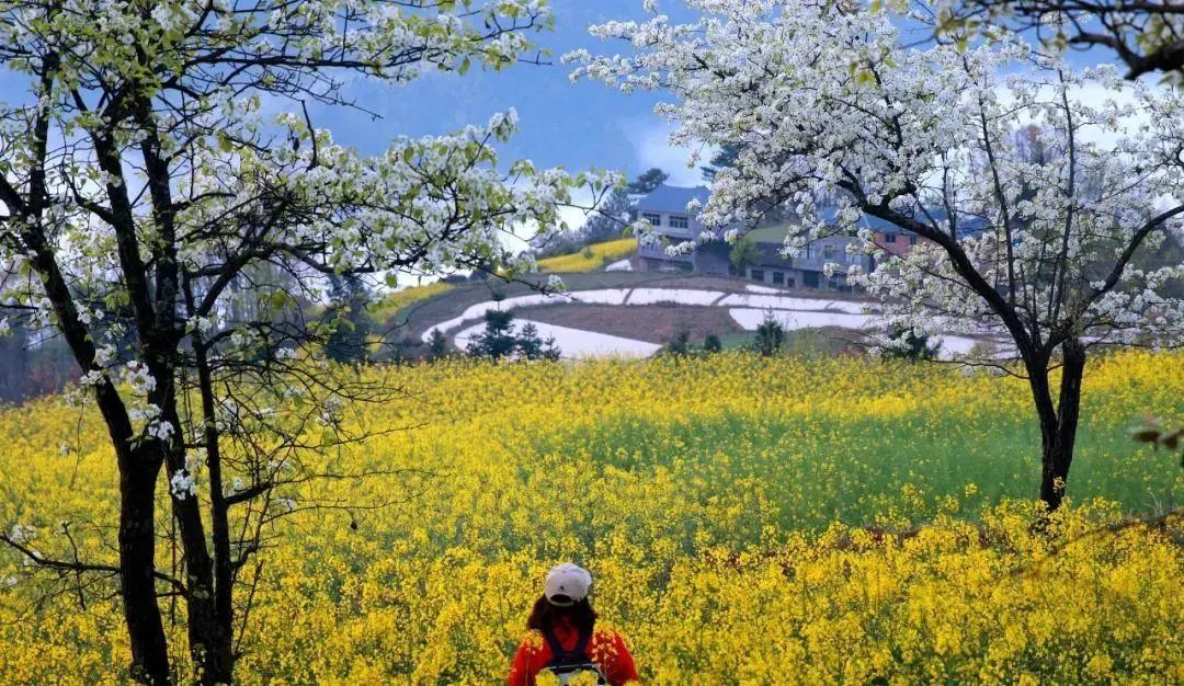 万源市竹峪镇东梨村：一夜春风唤醒一片花海 一脸笑意迎接您的到来