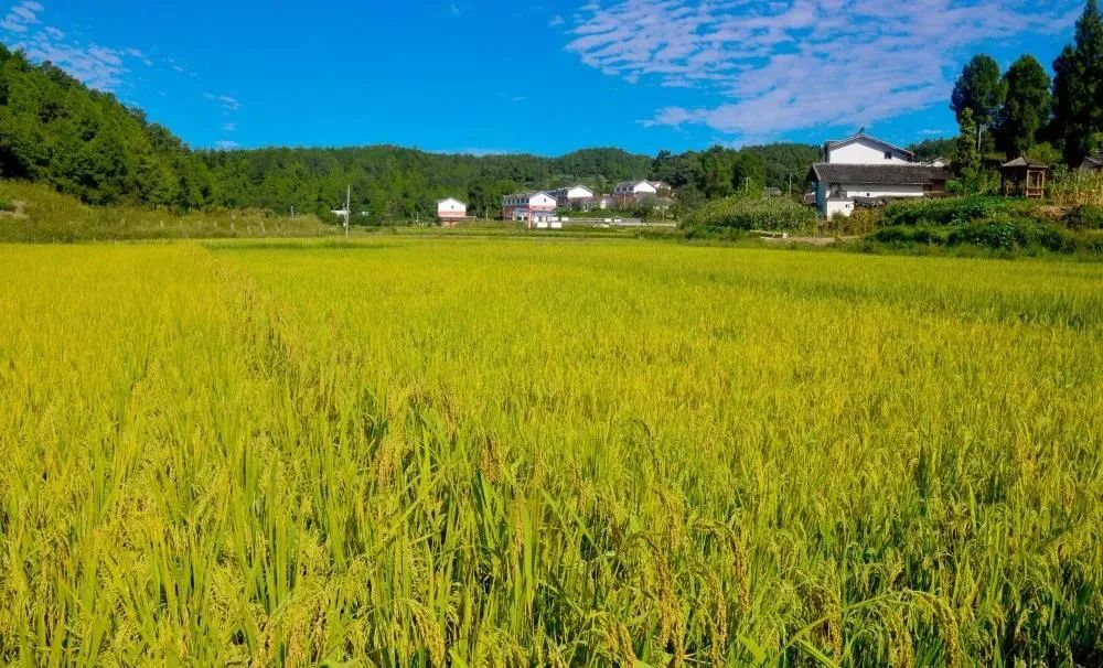 「新航线」杭州=广元=西宁 即将开通