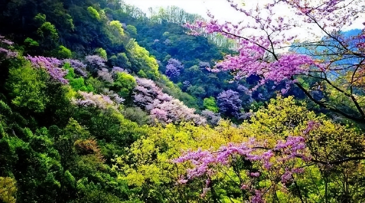 奔去唐家河！和它们来一次奇妙的约会吧