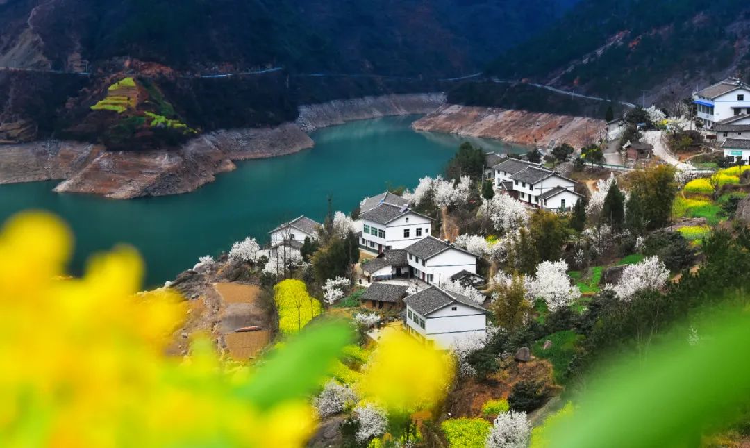 安逸四川 花开广元丨利州陌上花开春正美，跟着赏花地图“趣”打卡