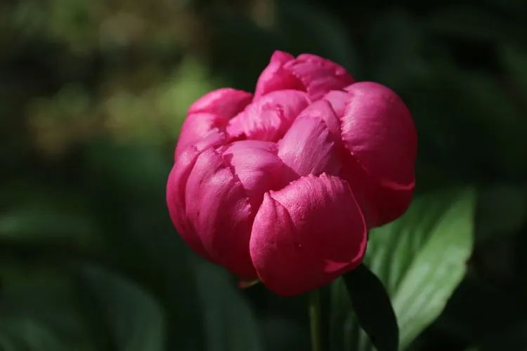 五一游广元 | 赏芍药、摘桑葚！快来解锁广元周边新耍法