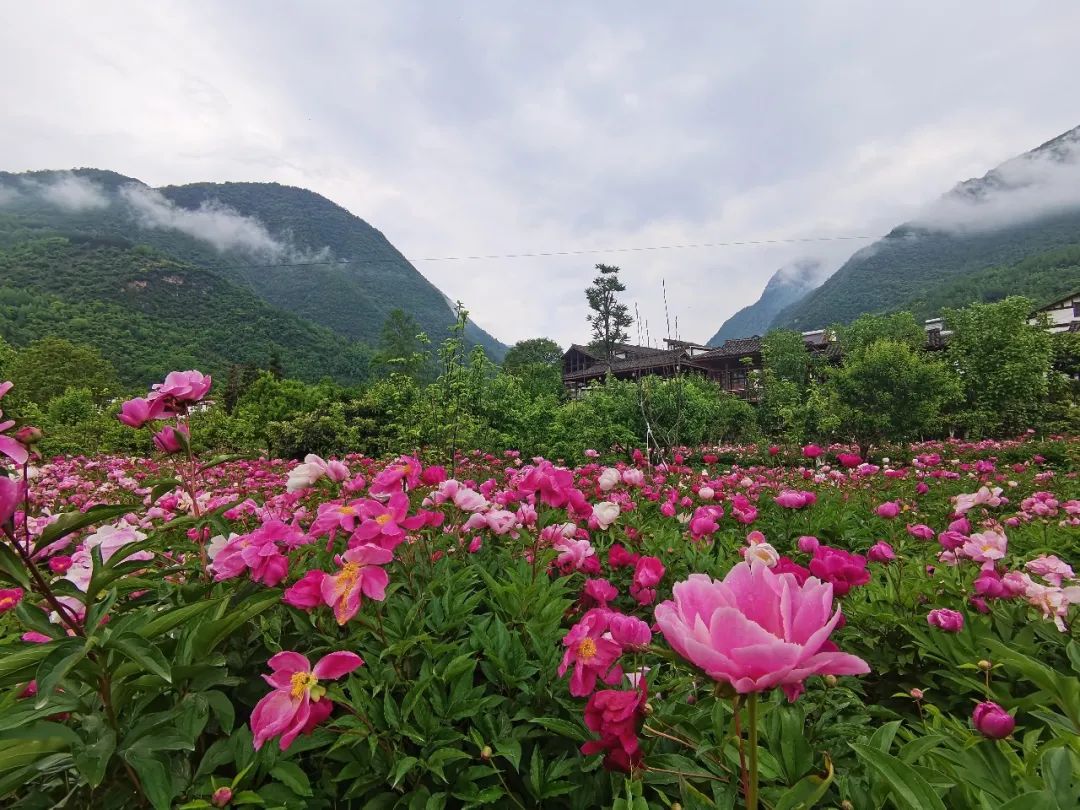 创建天府旅游名县青川进行时丨说走就走，送您青川夏日的盛景