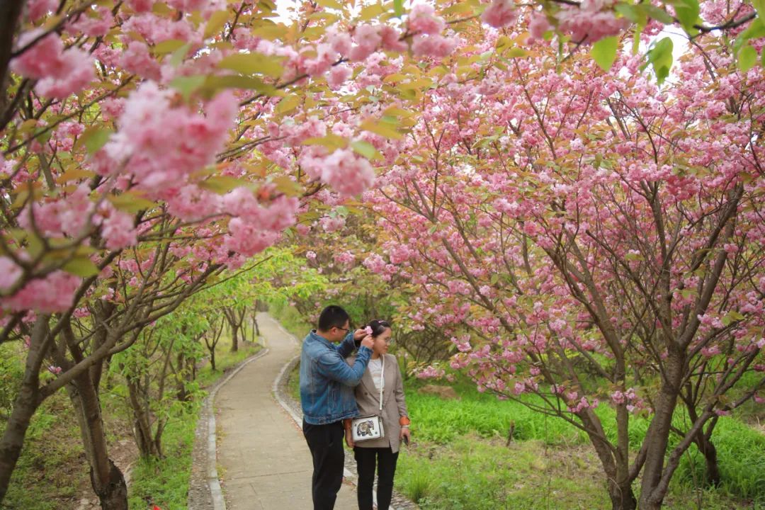 安逸四川 花开广元丨利州陌上花开春正美，跟着赏花地图“趣”打卡