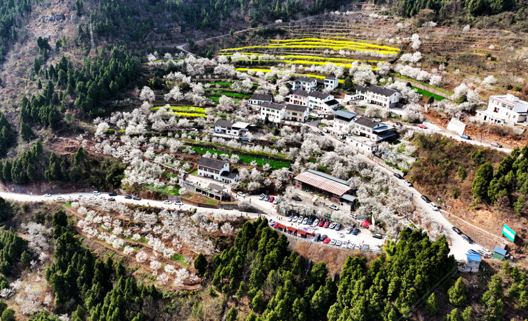 安逸四川 花开广元 | 漫山遍野，沙河5000亩樱桃花海刷爆朋友圈