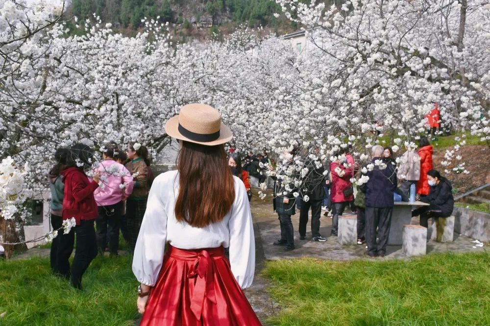 安逸四川 花开广元 | 漫山遍野，沙河5000亩樱桃花海刷爆朋友圈