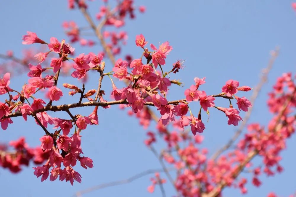 「创建天府旅游名县」女神节这份《昭化春天使用说明书》请收好