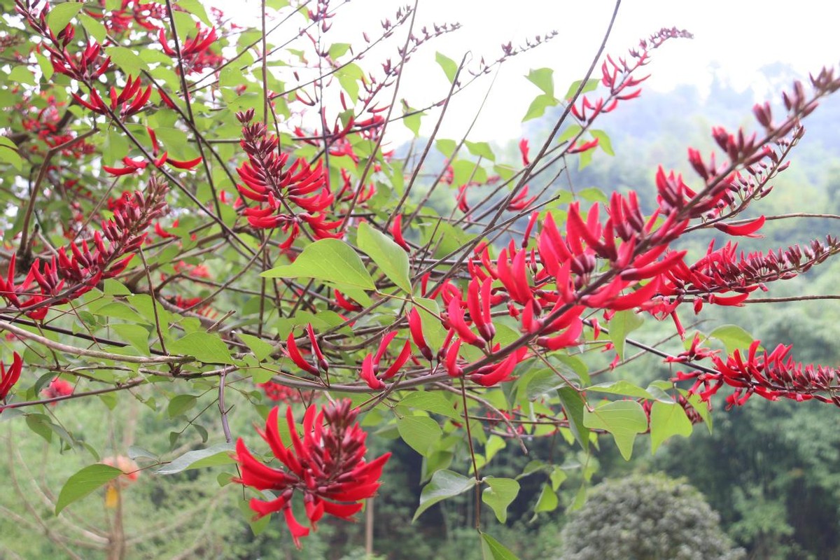 沐川县城区：龙牙花开红似火